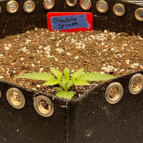 Double Grape 1 of 7 growlog timeline photo