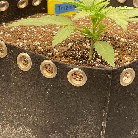 Trizzlers 1 of 6 growlog timeline photo