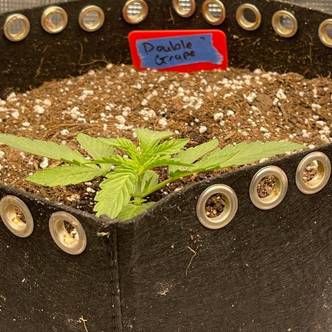 Double Grape 1 of 7 growlog timeline photo