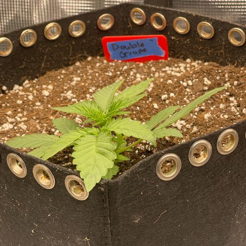 Double Grape 1 of 7 growlog timeline photo
