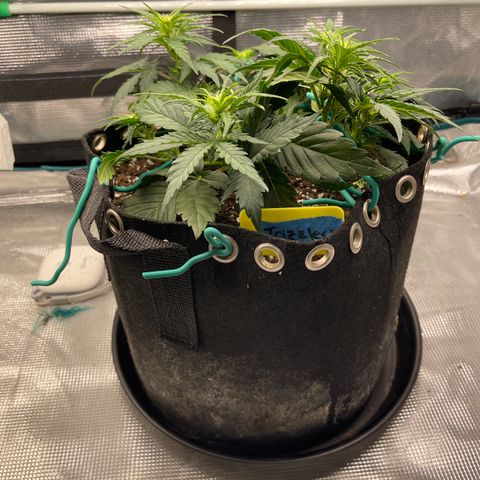 Trizzlers 1 of 6 growlog timeline photo