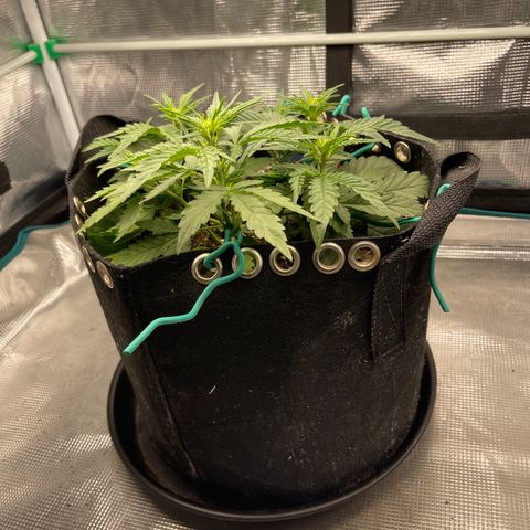 Double Grape 1 of 7 growlog timeline photo
