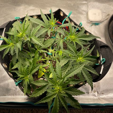 Double Grape 1 of 7 growlog timeline photo