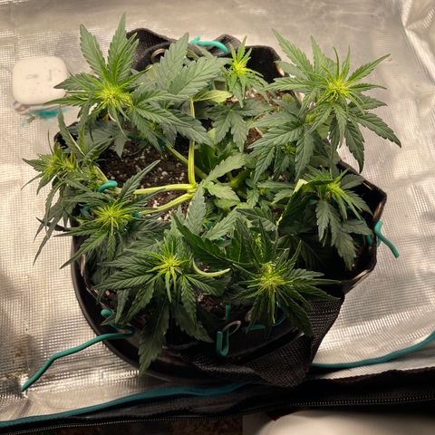 Trizzlers 1 of 6 growlog timeline photo