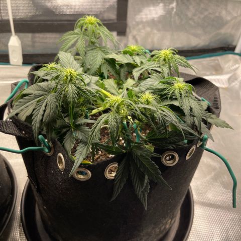 Trizzlers 1 of 6 growlog timeline photo