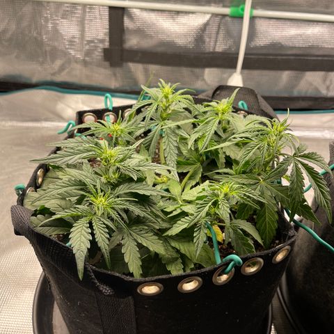 Double Grape 1 of 7 growlog timeline photo