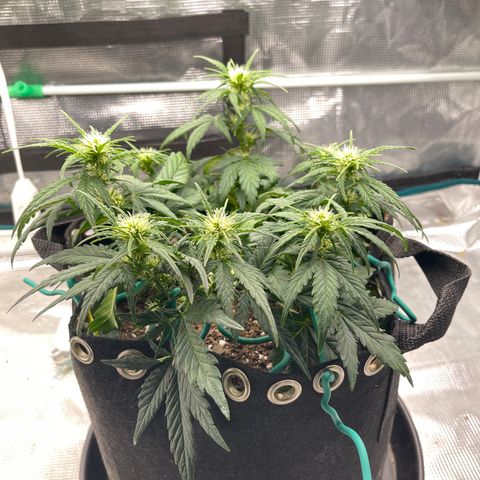 Trizzlers 1 of 6 growlog timeline photo