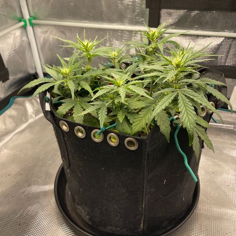 Double Grape 1 of 7 growlog timeline photo