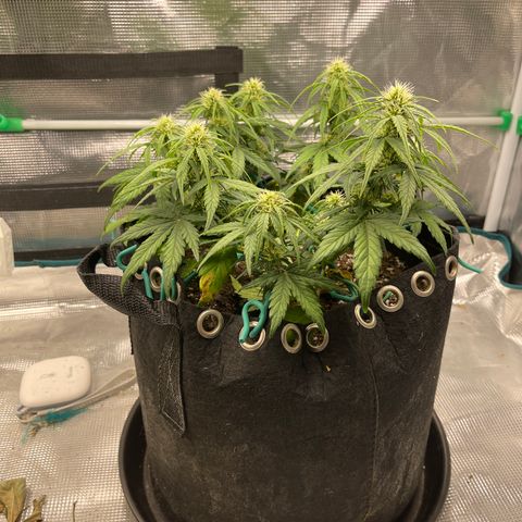 Trizzlers 1 of 6 growlog timeline photo