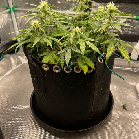 Double Grape 1 of 7 growlog timeline photo