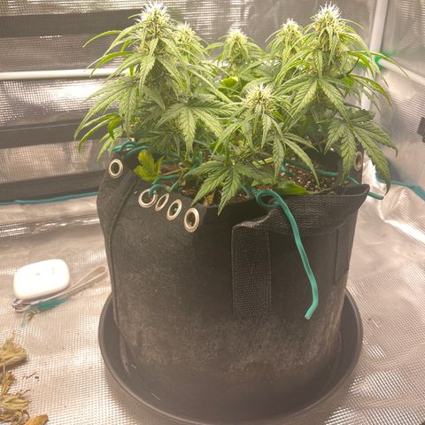 Trizzlers 1 of 6 growlog timeline photo