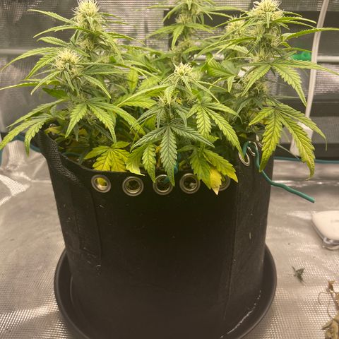 Double Grape 1 of 7 growlog timeline photo