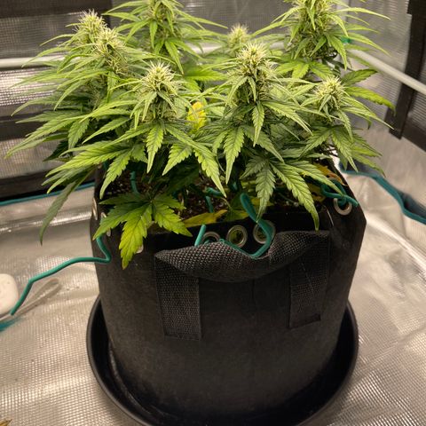 Trizzlers 1 of 6 growlog timeline photo
