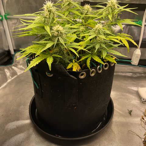 Double Grape 1 of 7 growlog timeline photo