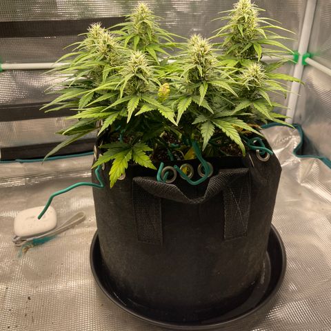 Trizzlers 1 of 6 growlog timeline photo