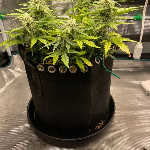 Double Grape 1 of 7 growlog timeline photo