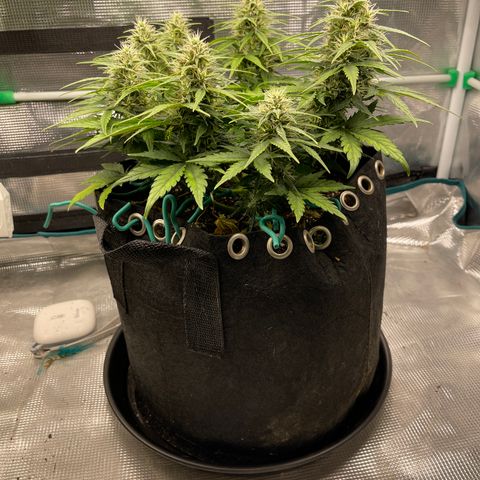 Trizzlers 1 of 6 growlog timeline photo