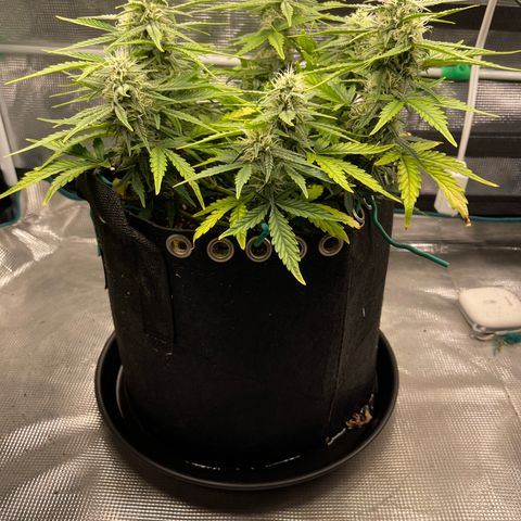 Double Grape 1 of 7 growlog timeline photo