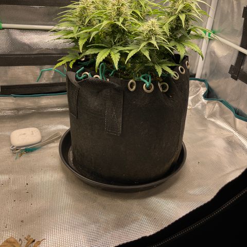 Trizzlers 1 of 6 growlog timeline photo