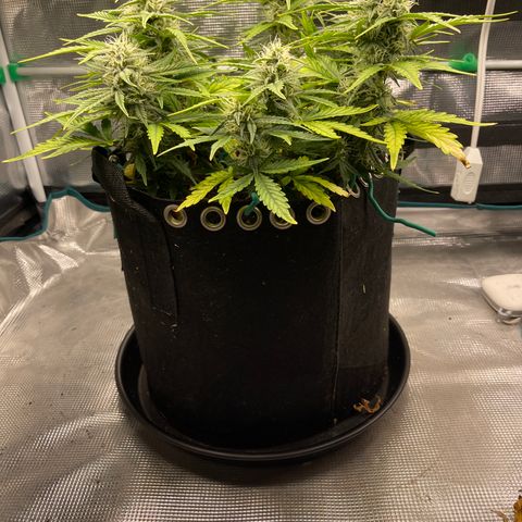 Double Grape 1 of 7 growlog timeline photo