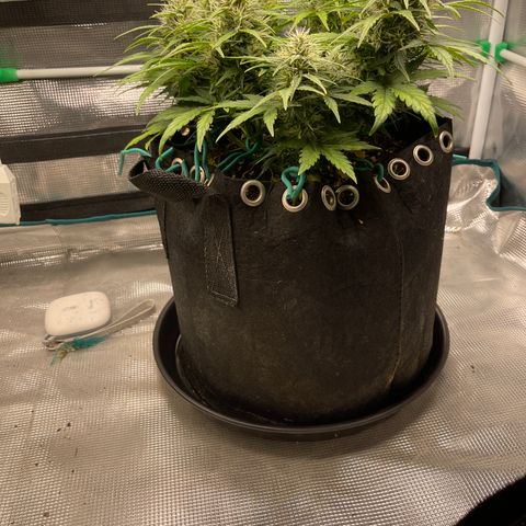 Trizzlers 1 of 6 growlog timeline photo