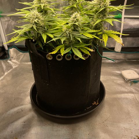 Double Grape 1 of 7 growlog timeline photo