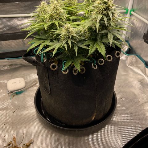 Trizzlers 1 of 6 growlog timeline photo