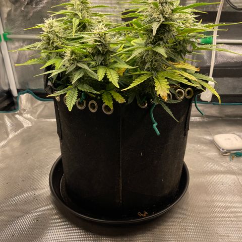 Double Grape 1 of 7 growlog timeline photo