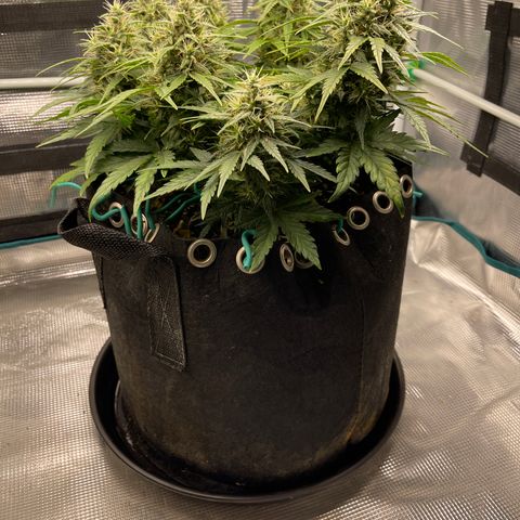 Trizzlers 1 of 6 growlog timeline photo