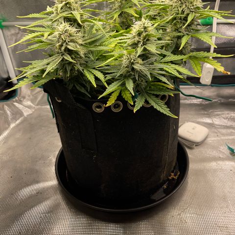 Double Grape 1 of 7 growlog timeline photo