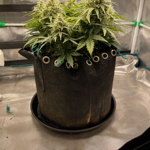 Trizzlers 1 of 6 growlog timeline photo