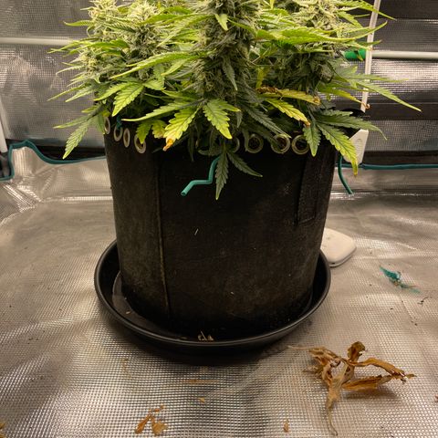 Double Grape 1 of 7 growlog timeline photo