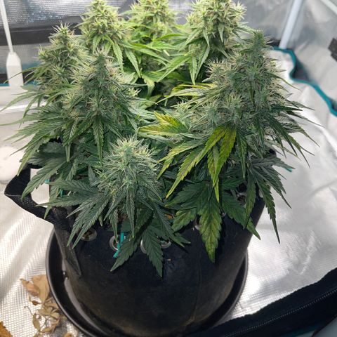 Trizzlers 1 of 6 growlog timeline photo