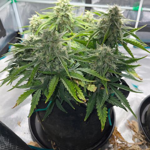 Double Grape 1 of 7 growlog timeline photo