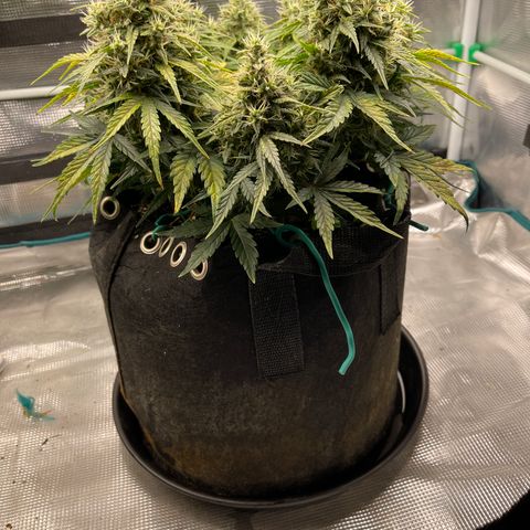 Trizzlers 1 of 6 growlog timeline photo
