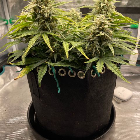 Double Grape 1 of 7 growlog timeline photo