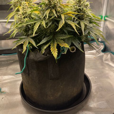 Trizzlers 1 of 6 growlog timeline photo