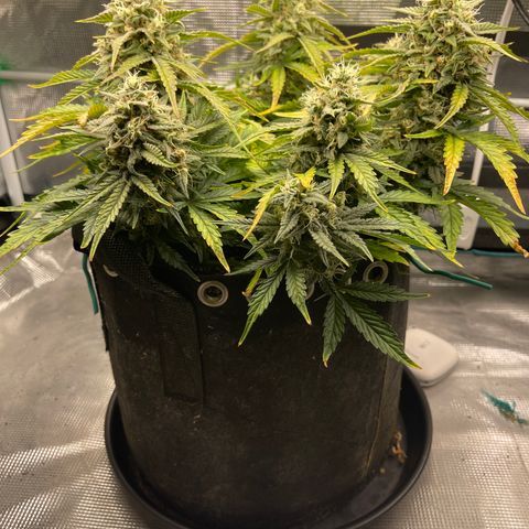 Double Grape 1 of 7 growlog timeline photo