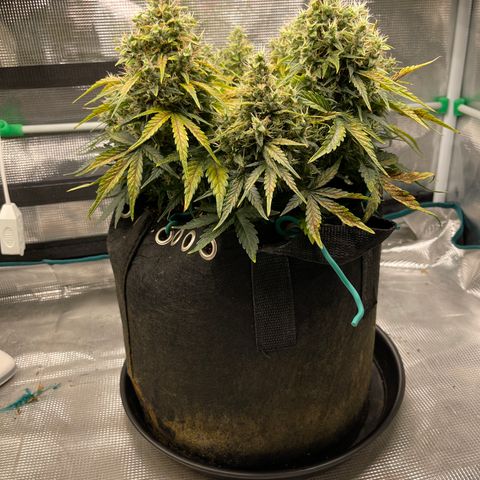 Trizzlers 1 of 6 growlog timeline photo