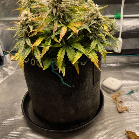 Double Grape 1 of 7 growlog timeline photo