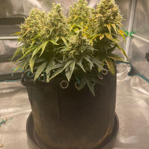 Trizzlers 1 of 6 growlog timeline photo