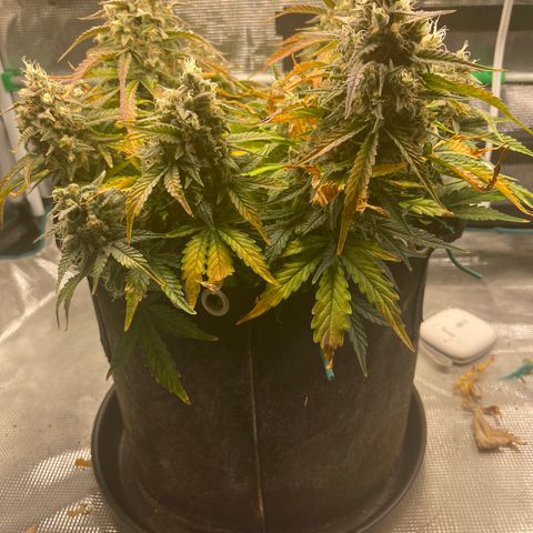 Double Grape 1 of 7 growlog timeline photo