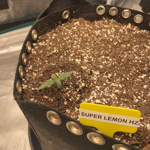Super Lemon Haze Auto 1/20 growlog photo: Week 2