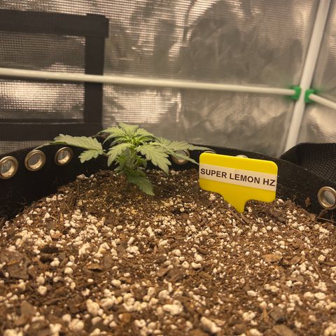 Super Lemon Haze Auto 1/20 growlog photo: Day 1 Week 3