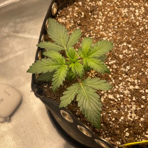 Super Lemon Haze Auto 1/20 growlog timeline photo