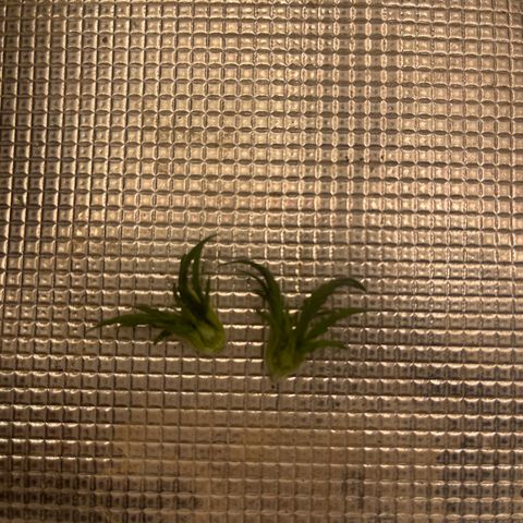 Super Lemon Haze Auto 1/20 growlog photo: Topped