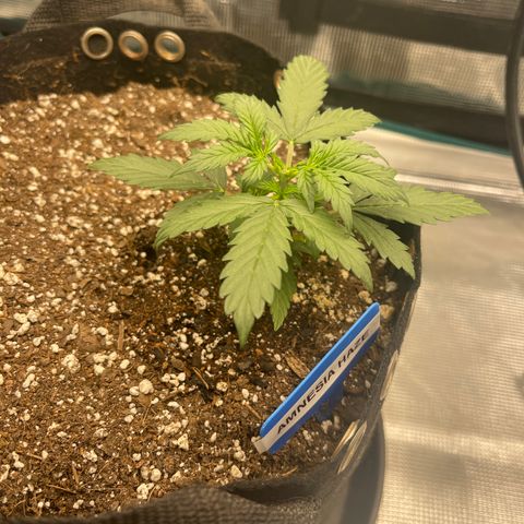 Super Lemon Haze Auto 1/20 growlog timeline photo
