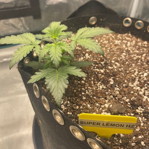 Super Lemon Haze Auto 1/20 growlog timeline photo