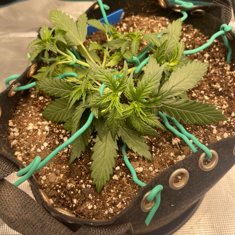 Super Lemon Haze Auto 1/20 growlog photo: Low stress trained. 