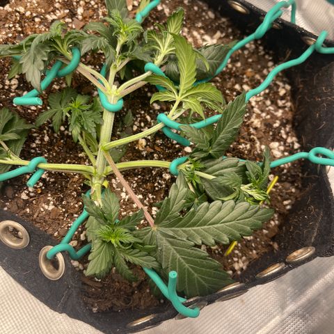 Super Lemon Haze Auto 1/20 growlog photo: Low stress trained. 